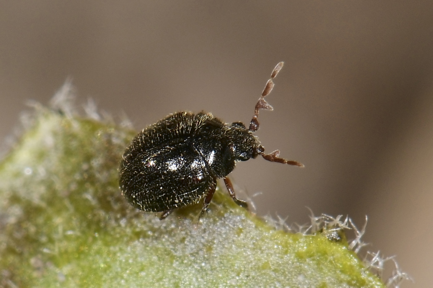 Anobiidae: Caenocara cfr. affine